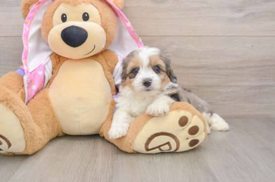 Best Mini Aussiedoodle Baby