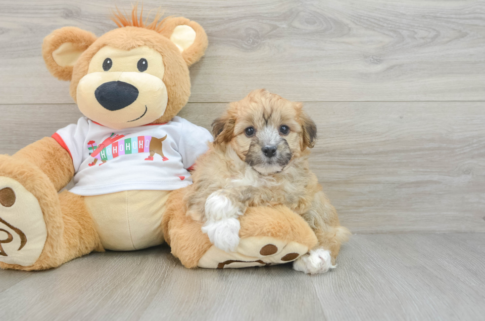 5 week old Mini Aussiedoodle Puppy For Sale - Seaside Pups