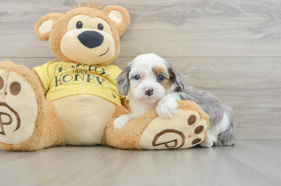 6 week old Mini Aussiedoodle Puppy For Sale - Seaside Pups