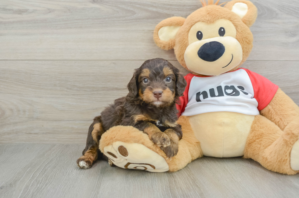 5 week old Mini Aussiedoodle Puppy For Sale - Seaside Pups