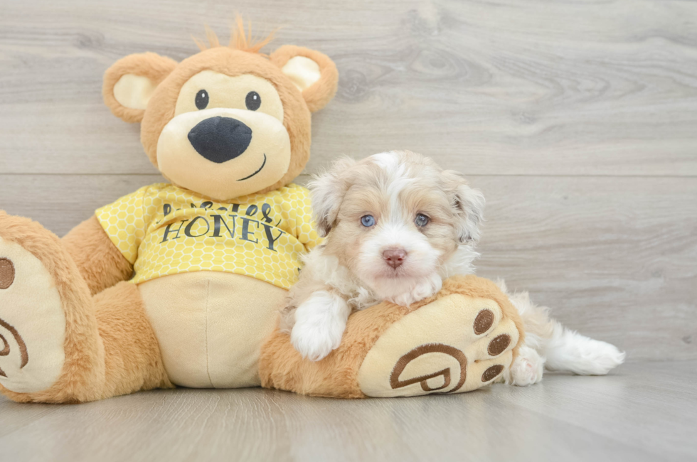 5 week old Mini Aussiedoodle Puppy For Sale - Seaside Pups