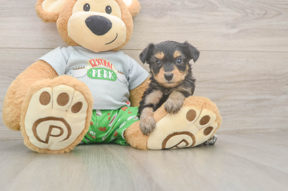 5 week old Mini Aussiedoodle Puppy For Sale - Seaside Pups