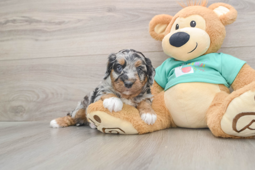 Adorable Mini Australian Shepherd X Poodle Mix Poodle Mix Puppy