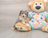 8 week old Mini Aussiedoodle Puppy For Sale - Seaside Pups
