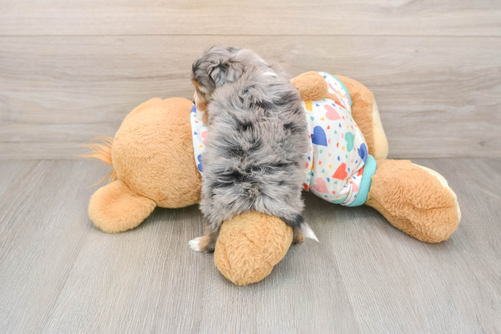 Cute Mini Aussiedoodle Baby