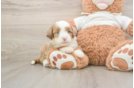 Happy Mini Aussiedoodle Baby