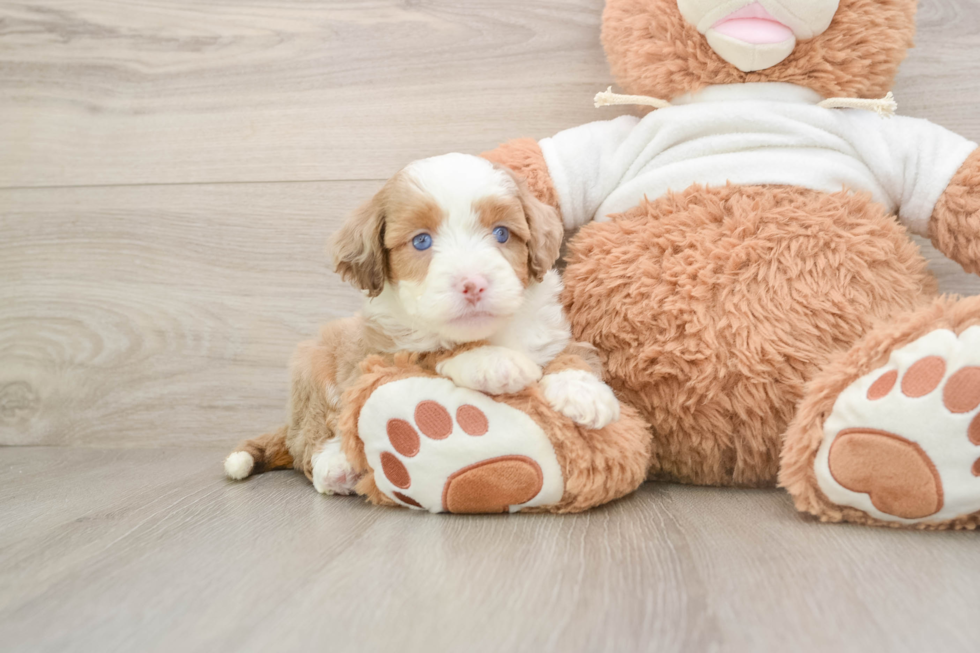 Happy Mini Aussiedoodle Baby