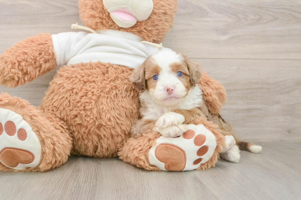 Petite Mini Aussiedoodle Poodle Mix Pup