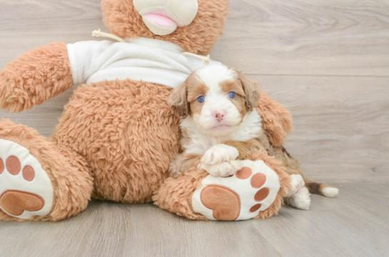 Petite Mini Aussiedoodle Poodle Mix Pup