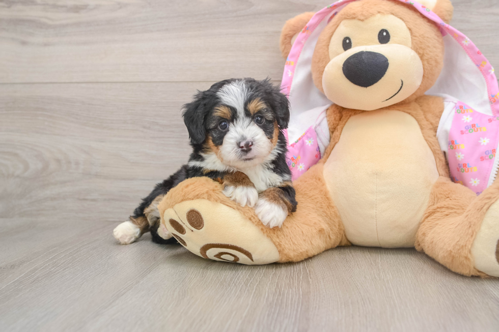 Hypoallergenic Aussiepoo Poodle Mix Puppy