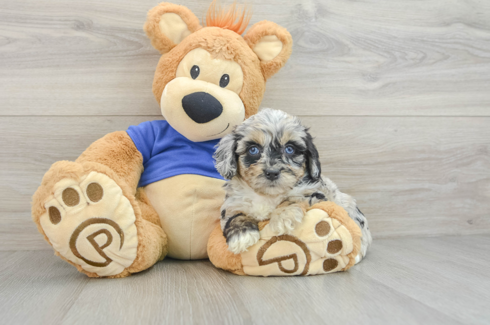 6 week old Mini Aussiedoodle Puppy For Sale - Seaside Pups