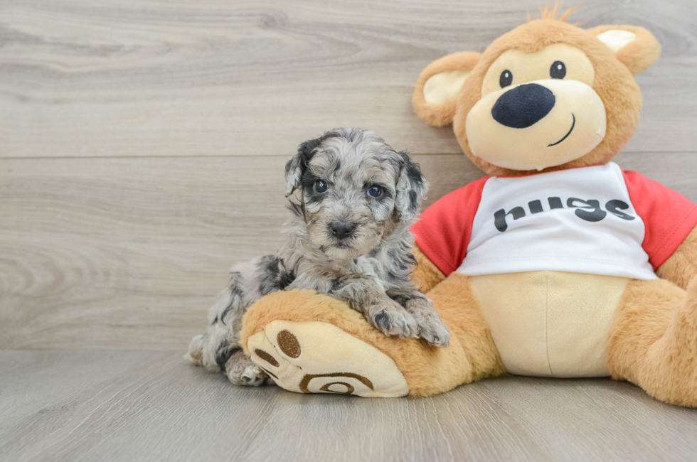 5 week old Mini Aussiedoodle Puppy For Sale - Seaside Pups