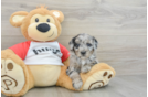 Friendly Mini Aussiedoodle Baby