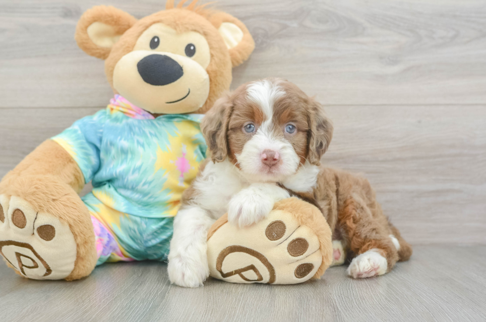 5 week old Mini Aussiedoodle Puppy For Sale - Seaside Pups