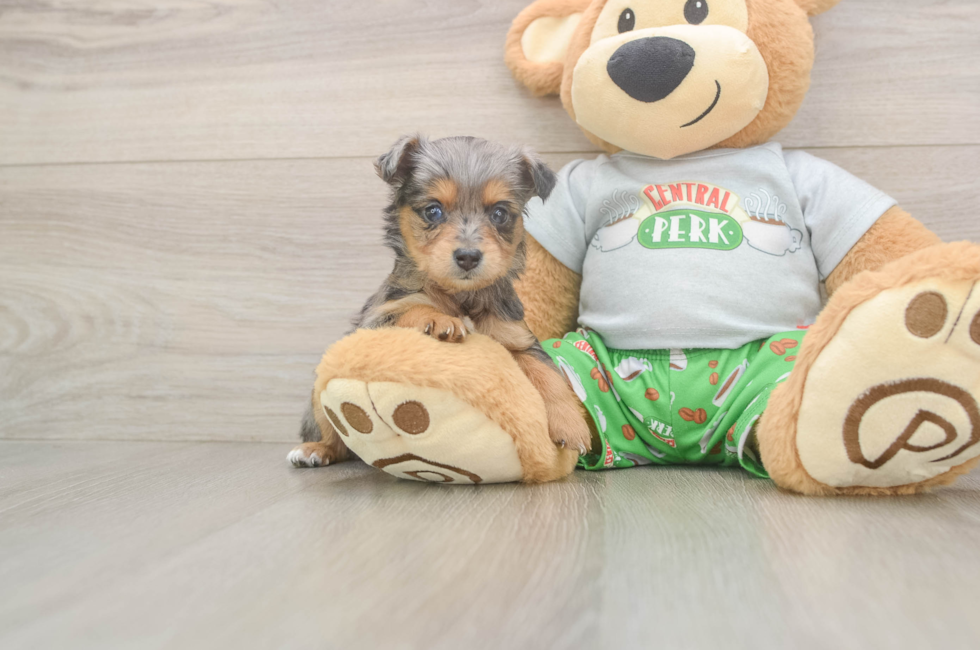 5 week old Mini Aussiedoodle Puppy For Sale - Seaside Pups