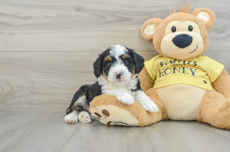 6 week old Mini Aussiedoodle Puppy For Sale - Seaside Pups