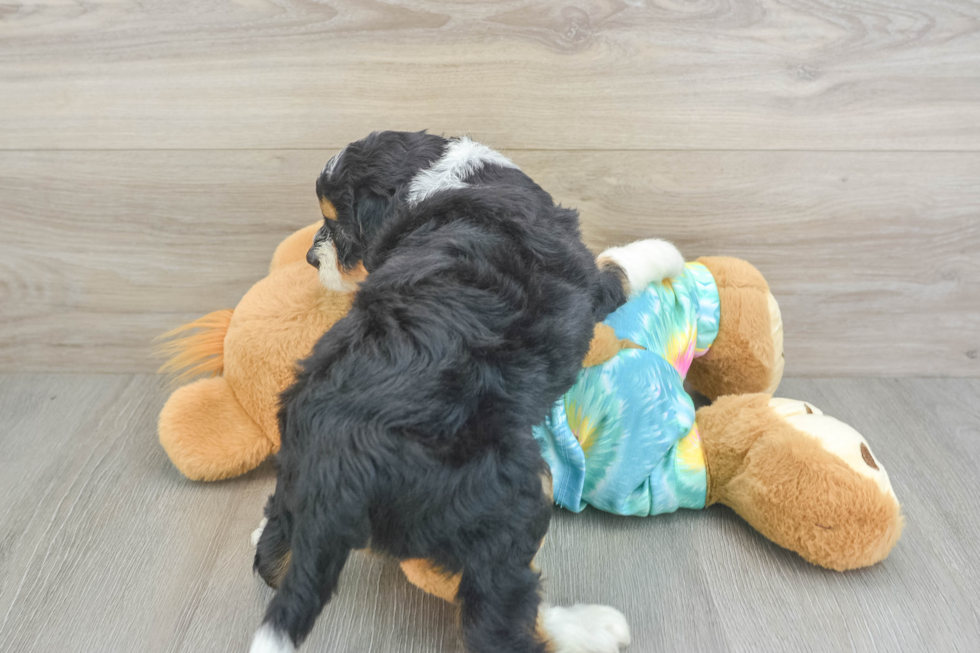 Popular Mini Aussiedoodle Poodle Mix Pup