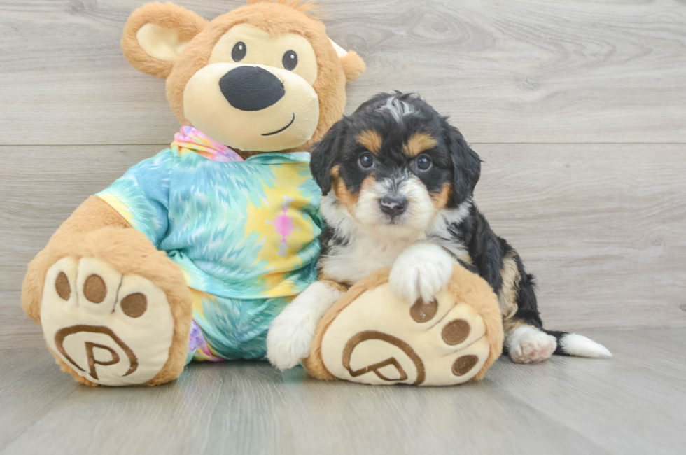 5 week old Mini Aussiedoodle Puppy For Sale - Seaside Pups