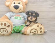 6 week old Mini Aussiedoodle Puppy For Sale - Seaside Pups