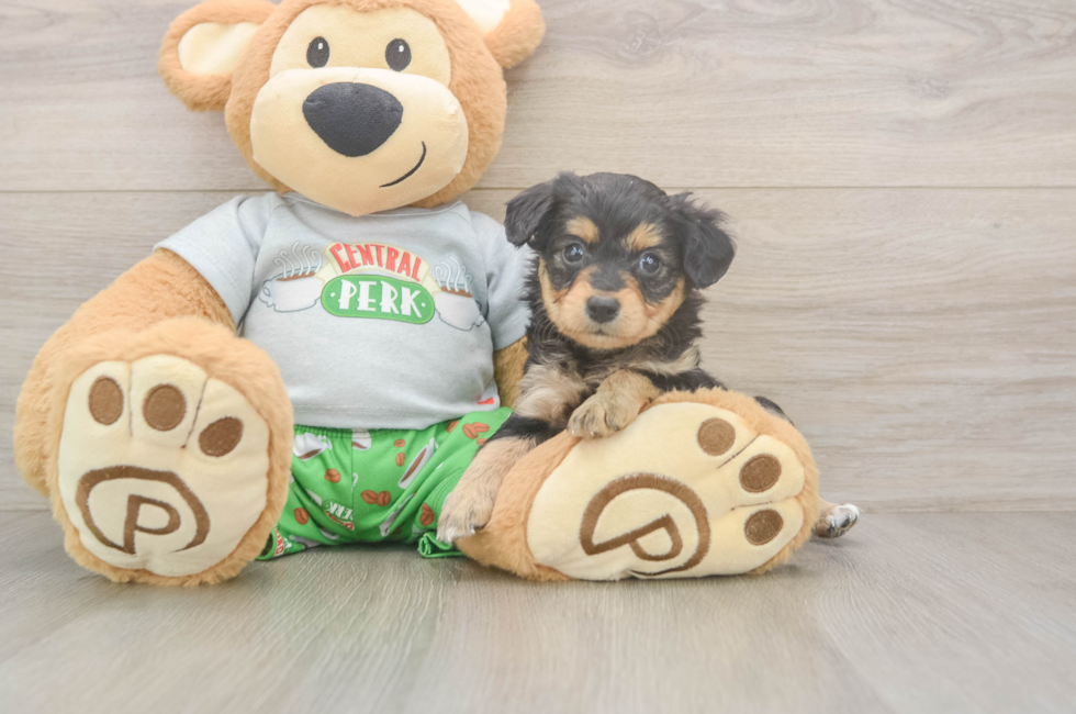 5 week old Mini Aussiedoodle Puppy For Sale - Seaside Pups