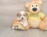 6 week old Mini Aussiedoodle Puppy For Sale - Seaside Pups