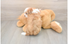 Mini Aussiedoodle Puppy for Adoption