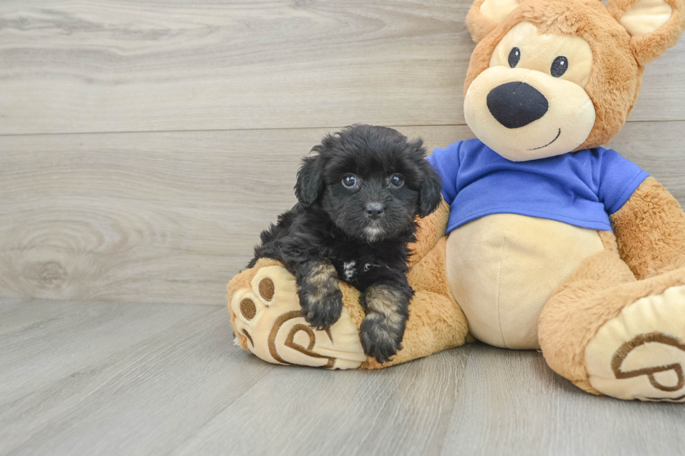 Mini Aussiedoodle Pup Being Cute