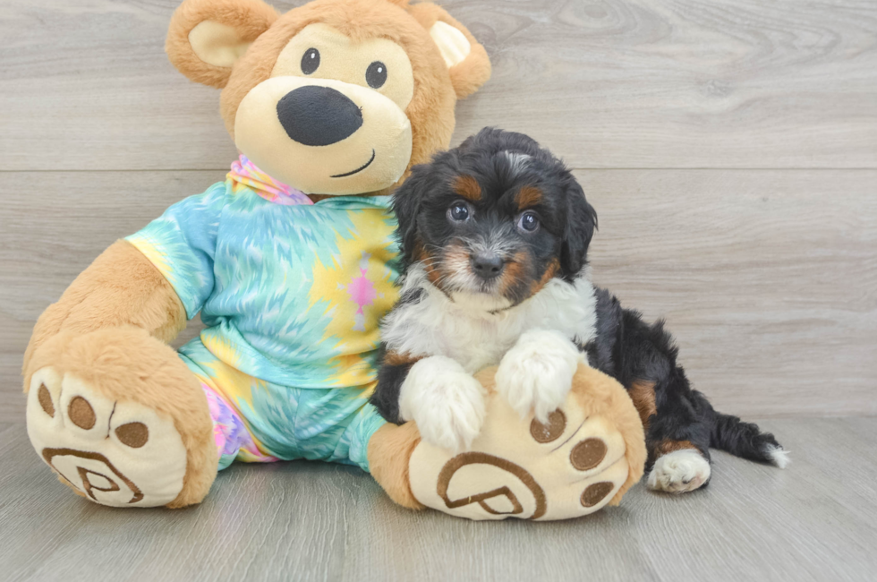5 week old Mini Aussiedoodle Puppy For Sale - Seaside Pups