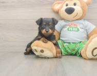 6 week old Mini Aussiedoodle Puppy For Sale - Seaside Pups