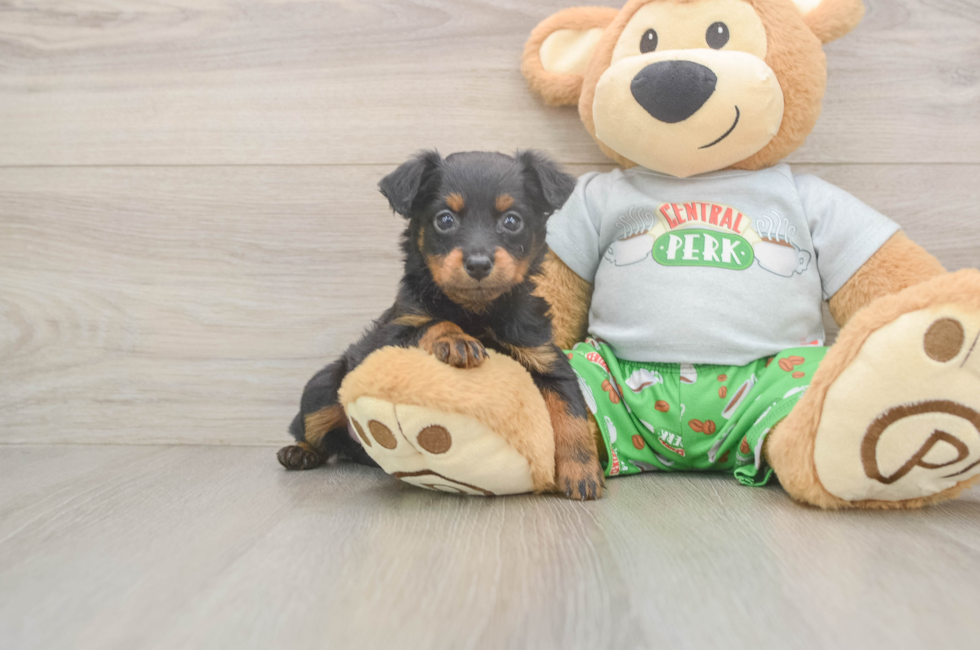 5 week old Mini Aussiedoodle Puppy For Sale - Seaside Pups