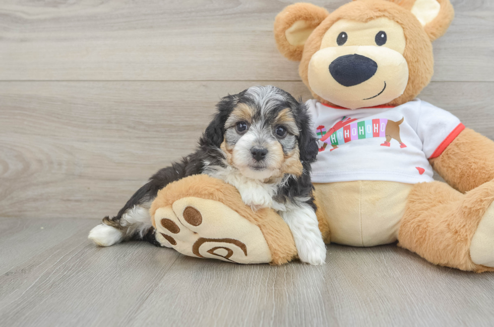 5 week old Mini Aussiedoodle Puppy For Sale - Seaside Pups