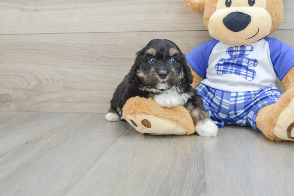 Sweet Mini Aussiedoodle Baby