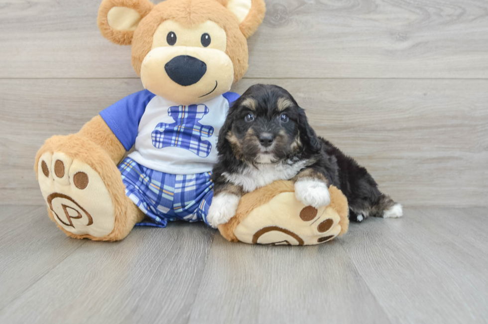 6 week old Mini Aussiedoodle Puppy For Sale - Seaside Pups