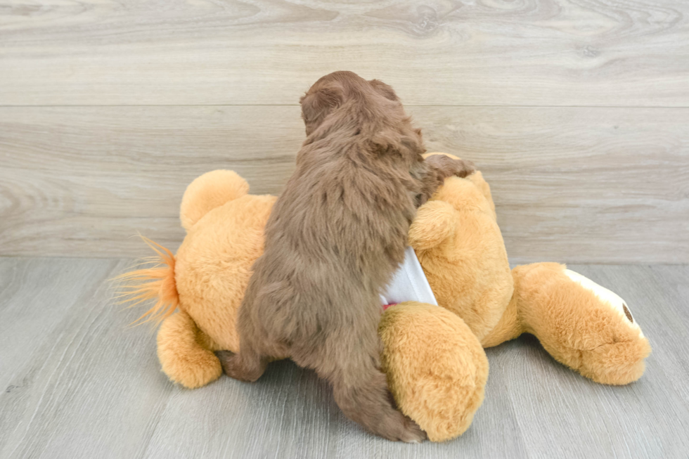 Mini Aussiedoodle Puppy for Adoption