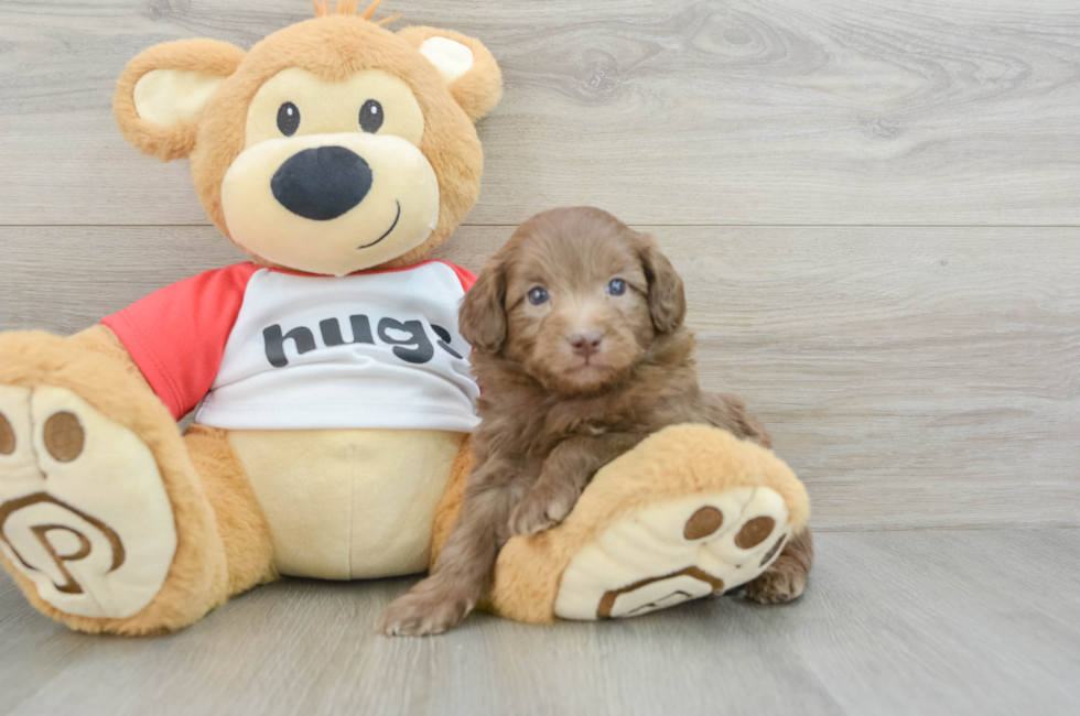 5 week old Mini Aussiedoodle Puppy For Sale - Seaside Pups