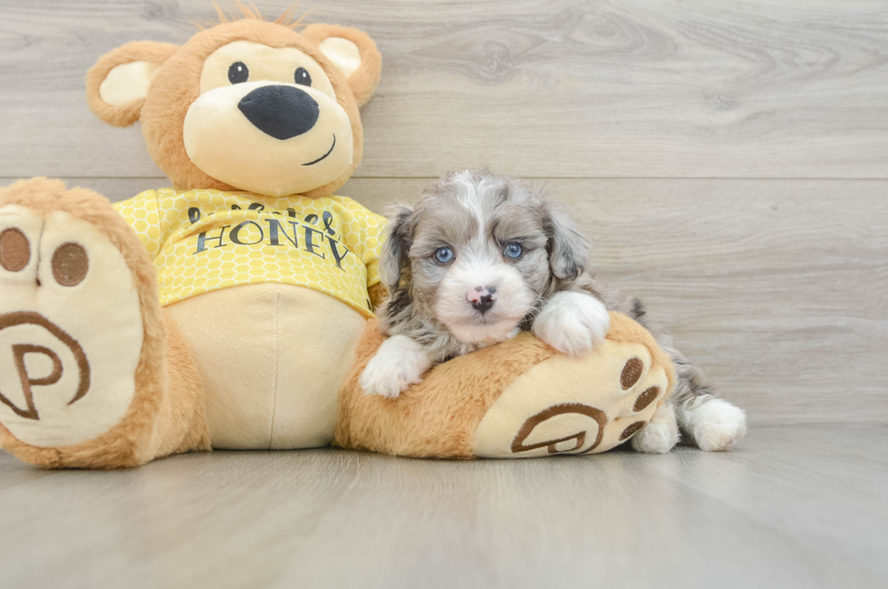 5 week old Mini Aussiedoodle Puppy For Sale - Seaside Pups