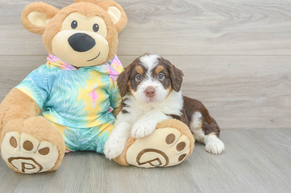 5 week old Mini Aussiedoodle Puppy For Sale - Seaside Pups