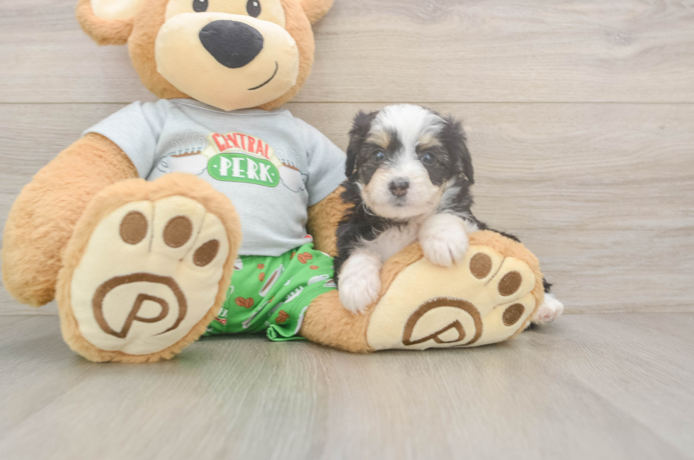 5 week old Mini Aussiedoodle Puppy For Sale - Seaside Pups