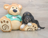 5 week old Mini Aussiedoodle Puppy For Sale - Seaside Pups