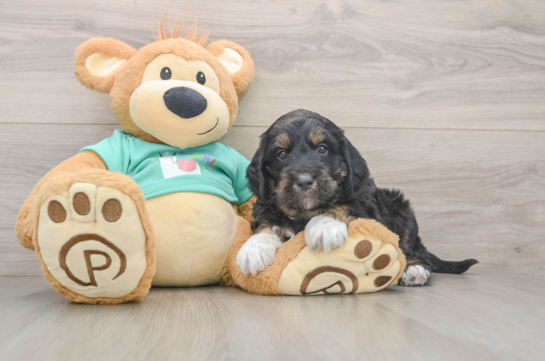 Mini Aussiedoodle Puppy for Adoption