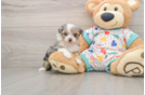 Cute Mini Aussiedoodle Baby