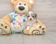 9 week old Mini Aussiedoodle Puppy For Sale - Seaside Pups