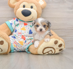 9 week old Mini Aussiedoodle Puppy For Sale - Seaside Pups