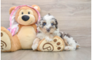 Mini Aussiedoodle Pup Being Cute