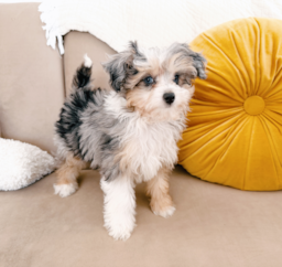 10 week old Mini Aussiedoodle Puppy For Sale - Seaside Pups