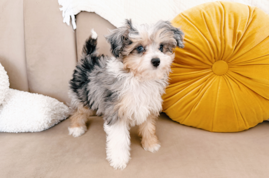 Cute Mini Australian Shepherd X Poodle Mix Poodle Mix Puppy