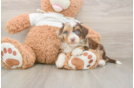 Fluffy Mini Aussiedoodle Poodle Mix Pup