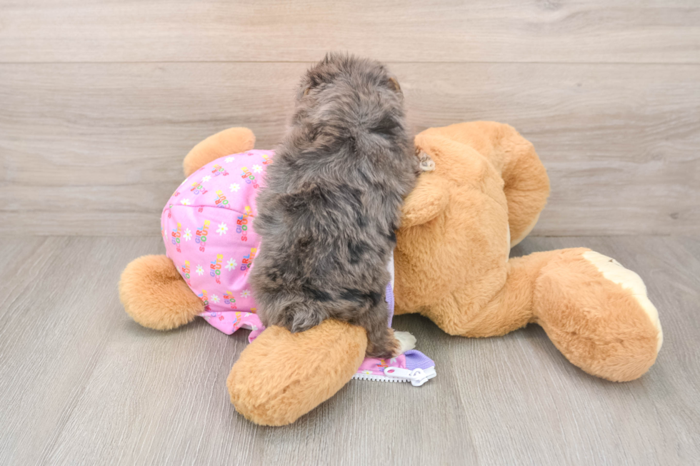Friendly Mini Aussiedoodle Baby