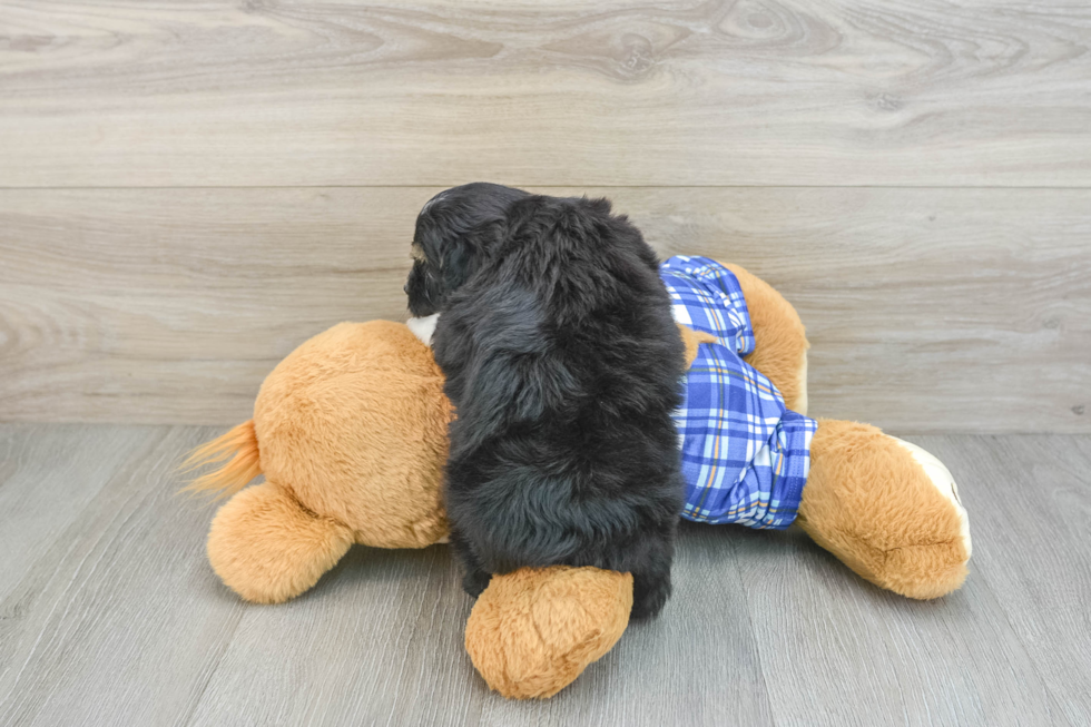 Mini Aussiedoodle Pup Being Cute