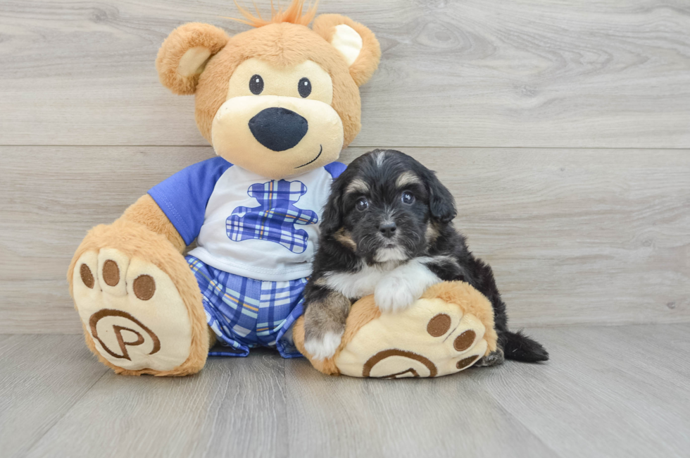 6 week old Mini Aussiedoodle Puppy For Sale - Seaside Pups